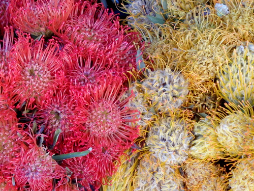 Red & Yellow Pin Protea.